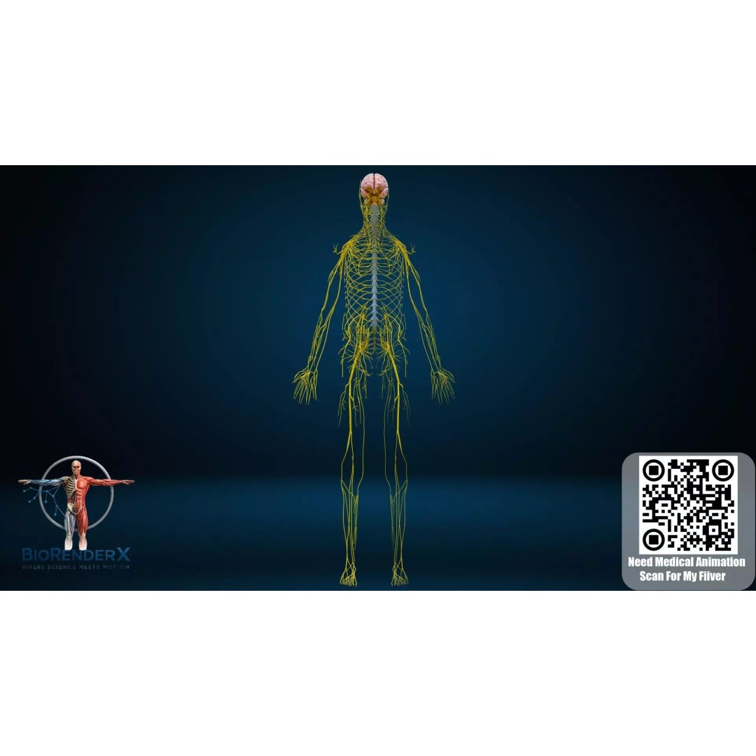 Complete Male Human Anatomy 3D Model – Low Poly Medical Visualization, FBX, Blender - View 16