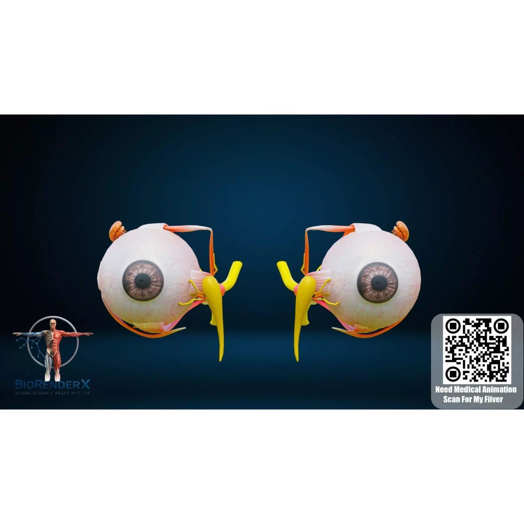 Complete Male Human Anatomy 3D Model – Low Poly Medical Visualization, FBX, Blender - View 17