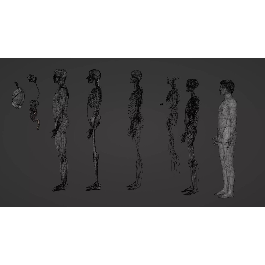 Complete Male Human Anatomy 3D Model – Low Poly Medical Visualization, FBX, Blender - View 18