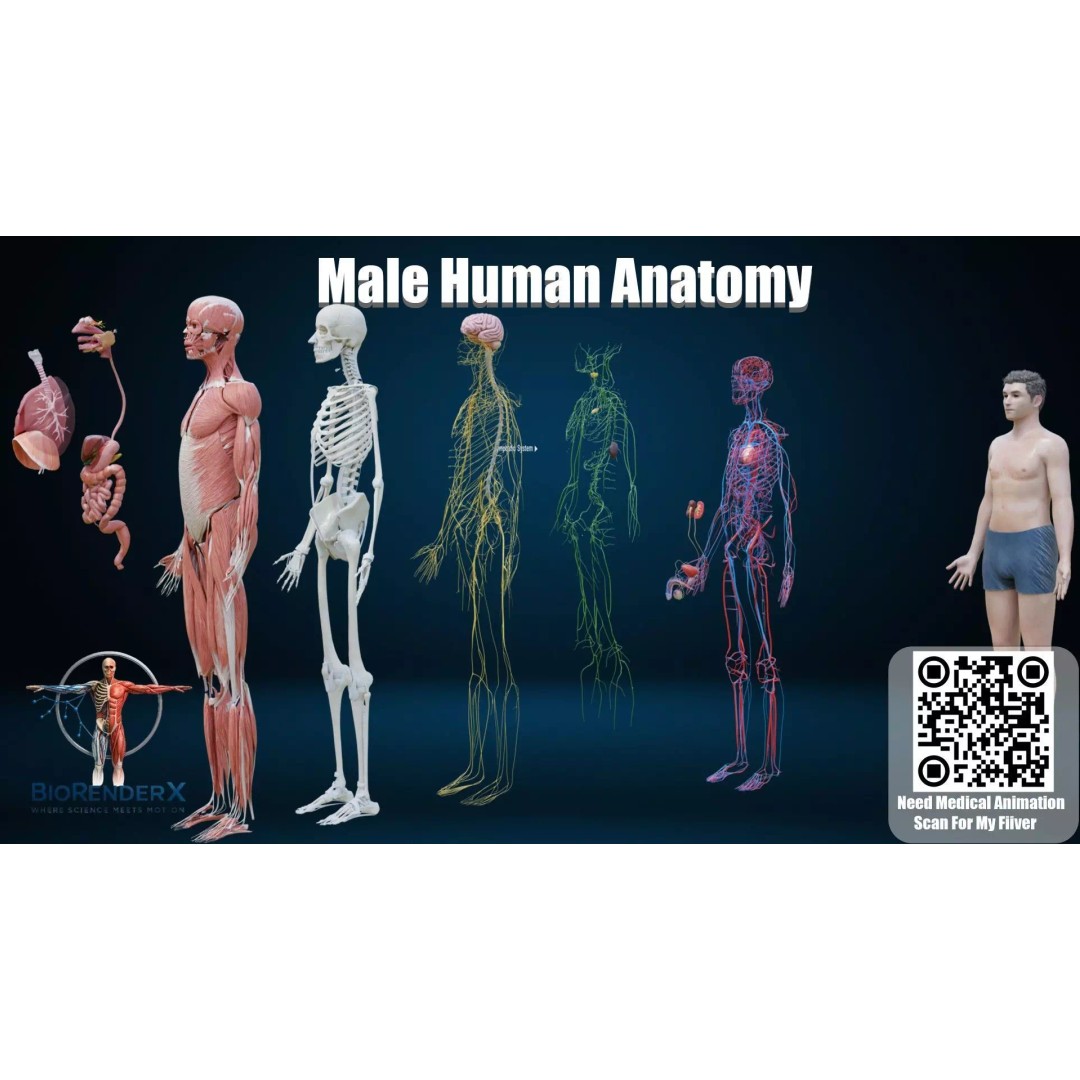 Complete Male Human Anatomy 3D Model – Low Poly Medical Visualization, FBX, Blender - View 2