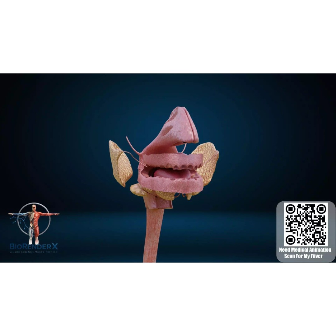 Complete Male Human Anatomy 3D Model – Low Poly Medical Visualization, FBX, Blender - View 3