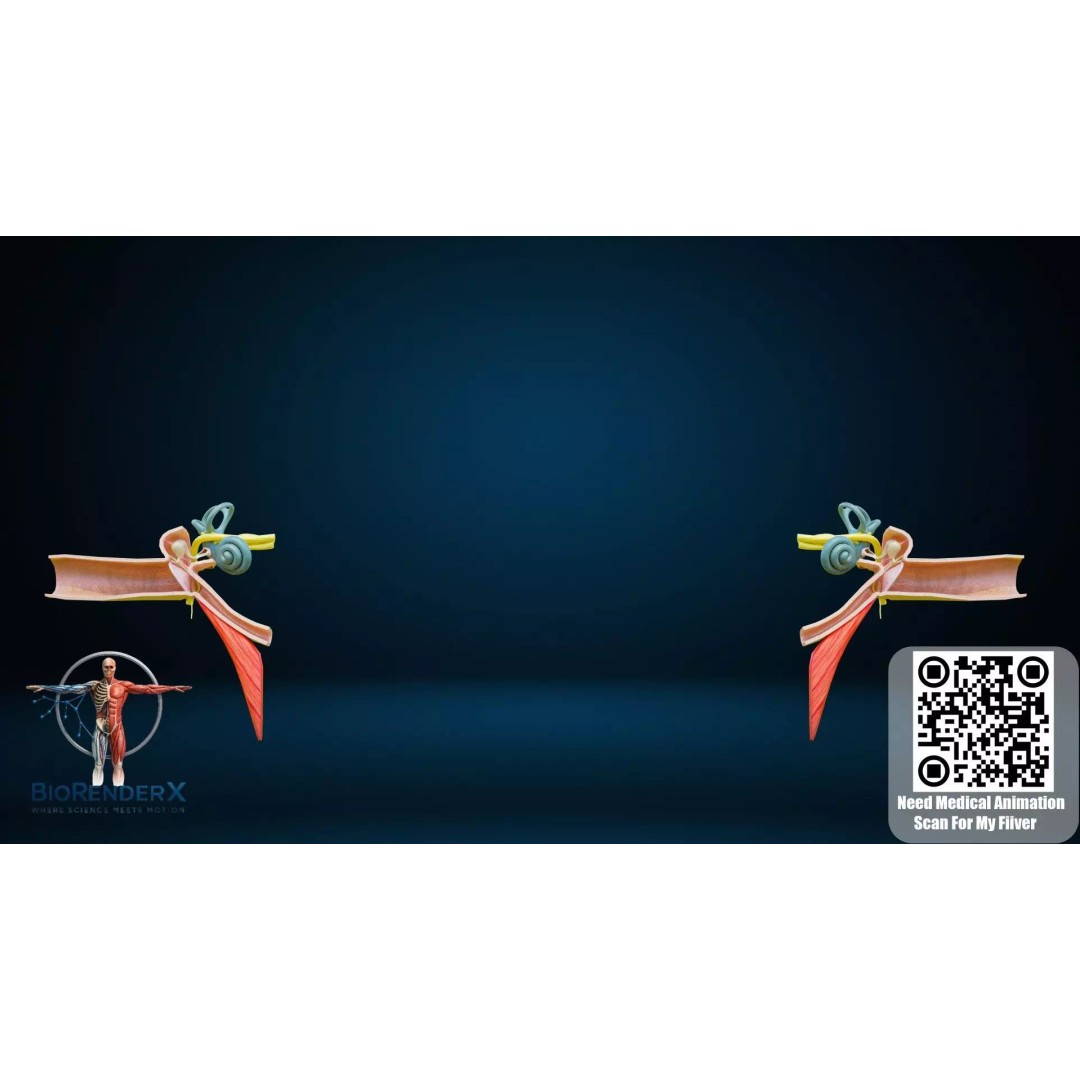 Complete Male Human Anatomy 3D Model – Low Poly Medical Visualization, FBX, Blender - View 4