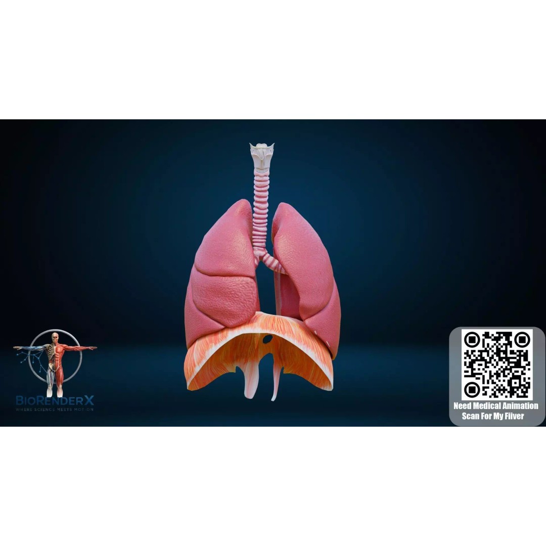 Complete Male Human Anatomy 3D Model – Low Poly Medical Visualization, FBX, Blender - View 5