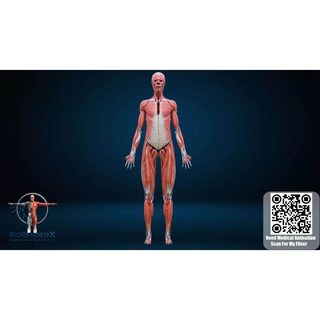 Complete Male Human Anatomy 3D Model – Low Poly Medical Visualization, FBX, Blender - View 6