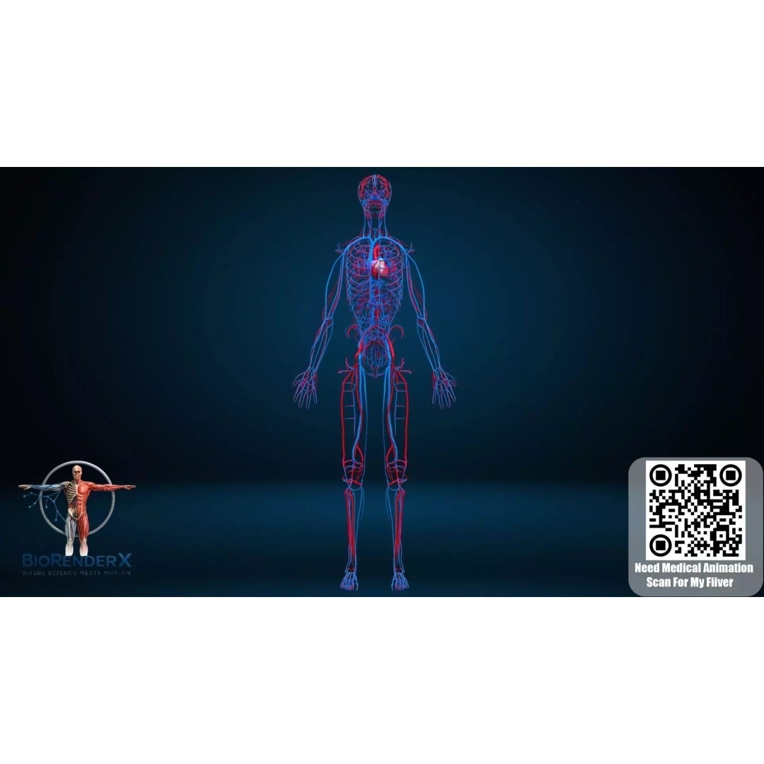 Complete Male Human Anatomy 3D Model – Low Poly Medical Visualization, FBX, Blender - View 7