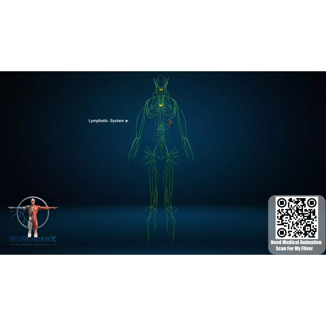 Complete Male Human Anatomy 3D Model – Low Poly Medical Visualization, FBX, Blender - View 8