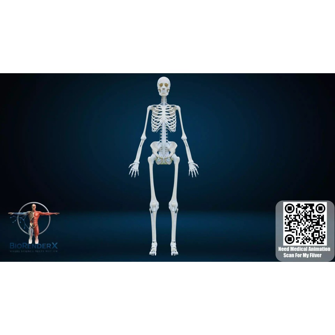 Complete Male Human Anatomy 3D Model – Low Poly Medical Visualization, FBX, Blender - View 9