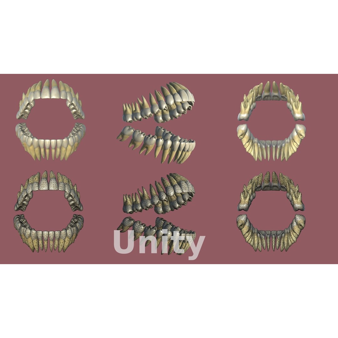Teeth 3D Model – Low Poly Anatomy Asset with PBR Textures
