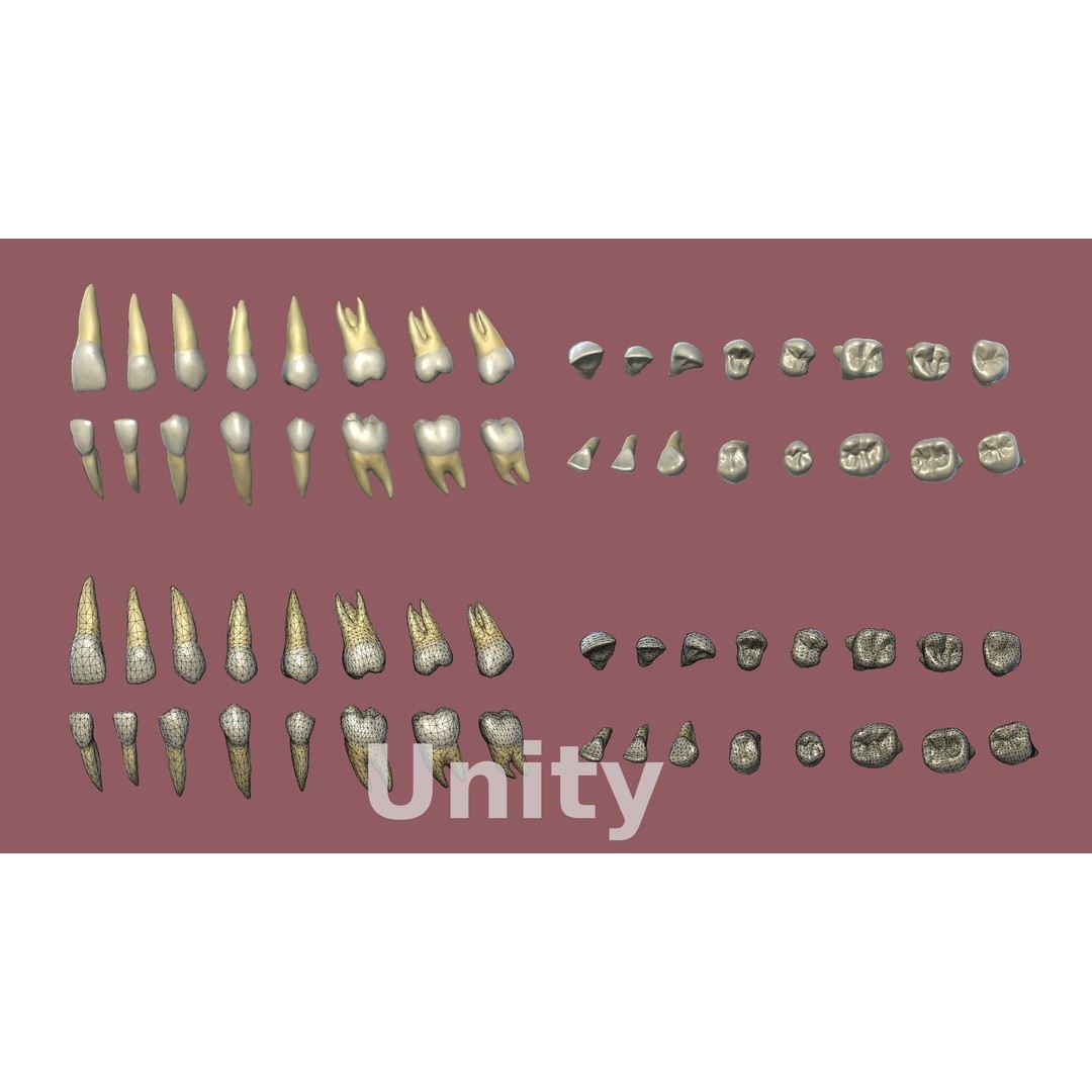 Teeth 3D Model – Low Poly Anatomy Asset with PBR Textures - View 10