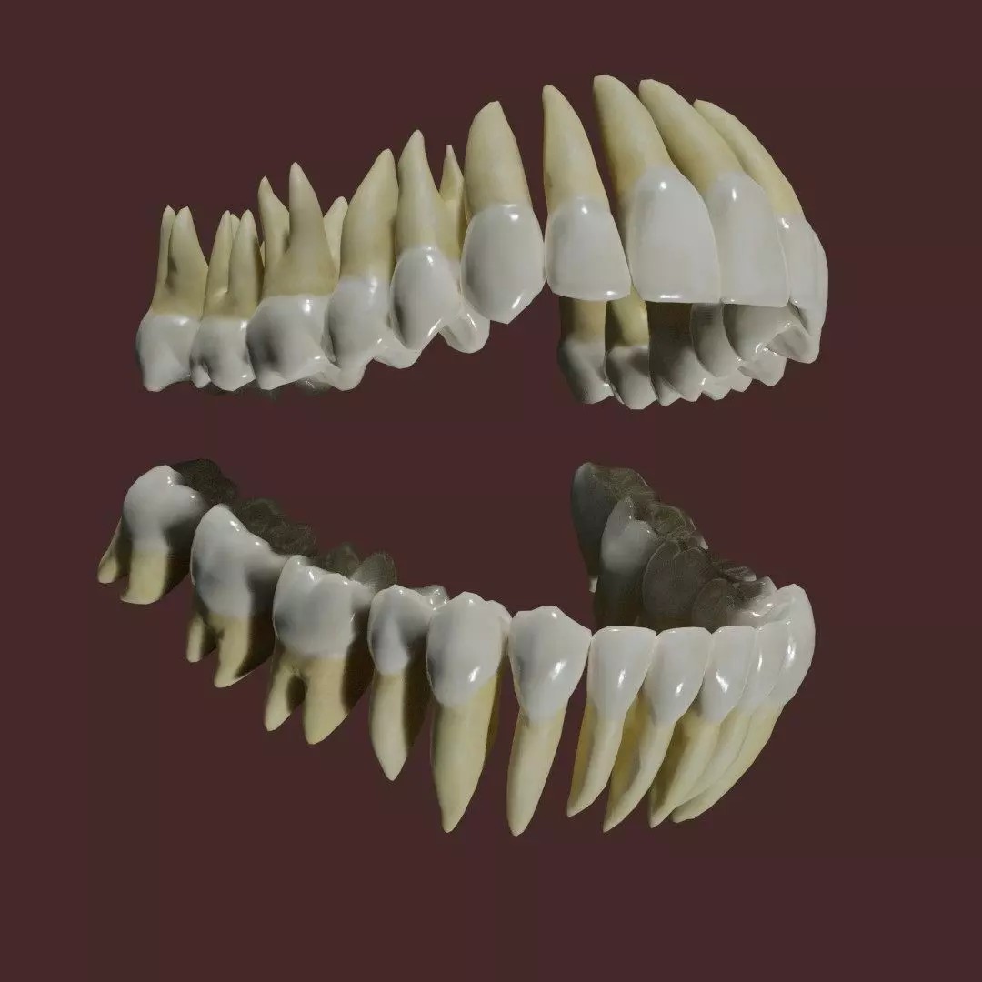 Teeth 3D Model – Low Poly Anatomy Asset with PBR Textures - View 2