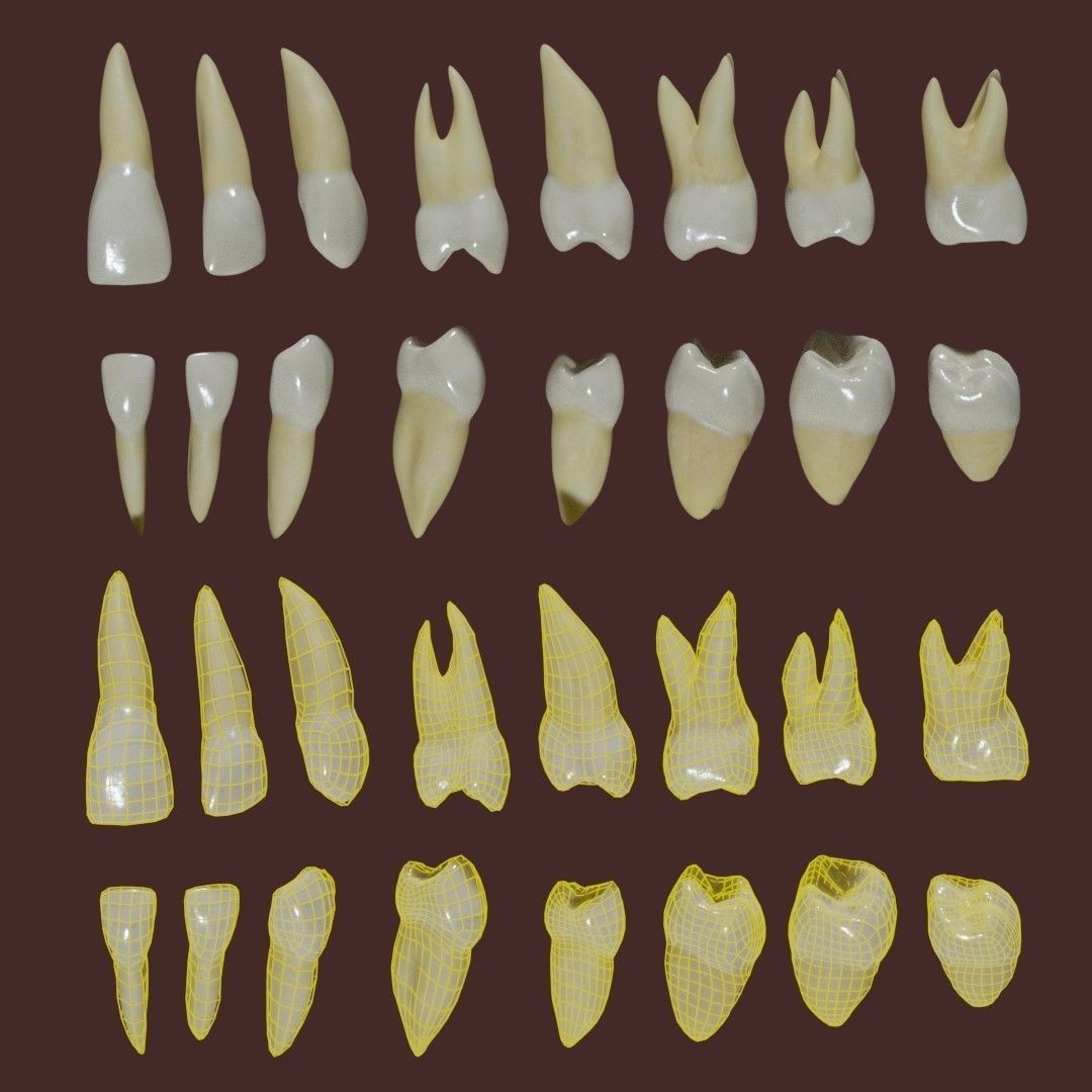 Teeth 3D Model – Low Poly Anatomy Asset with PBR Textures - View 3