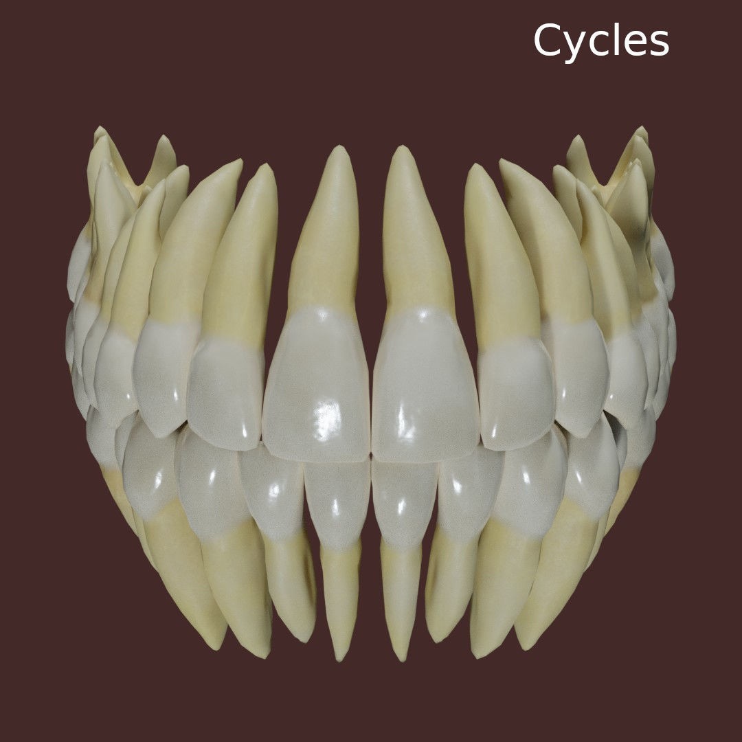 Teeth 3D Model – Low Poly Anatomy Asset with PBR Textures - View 4