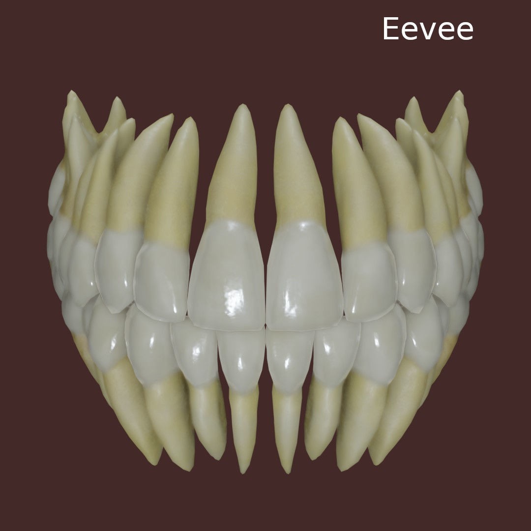 Teeth 3D Model – Low Poly Anatomy Asset with PBR Textures - View 7
