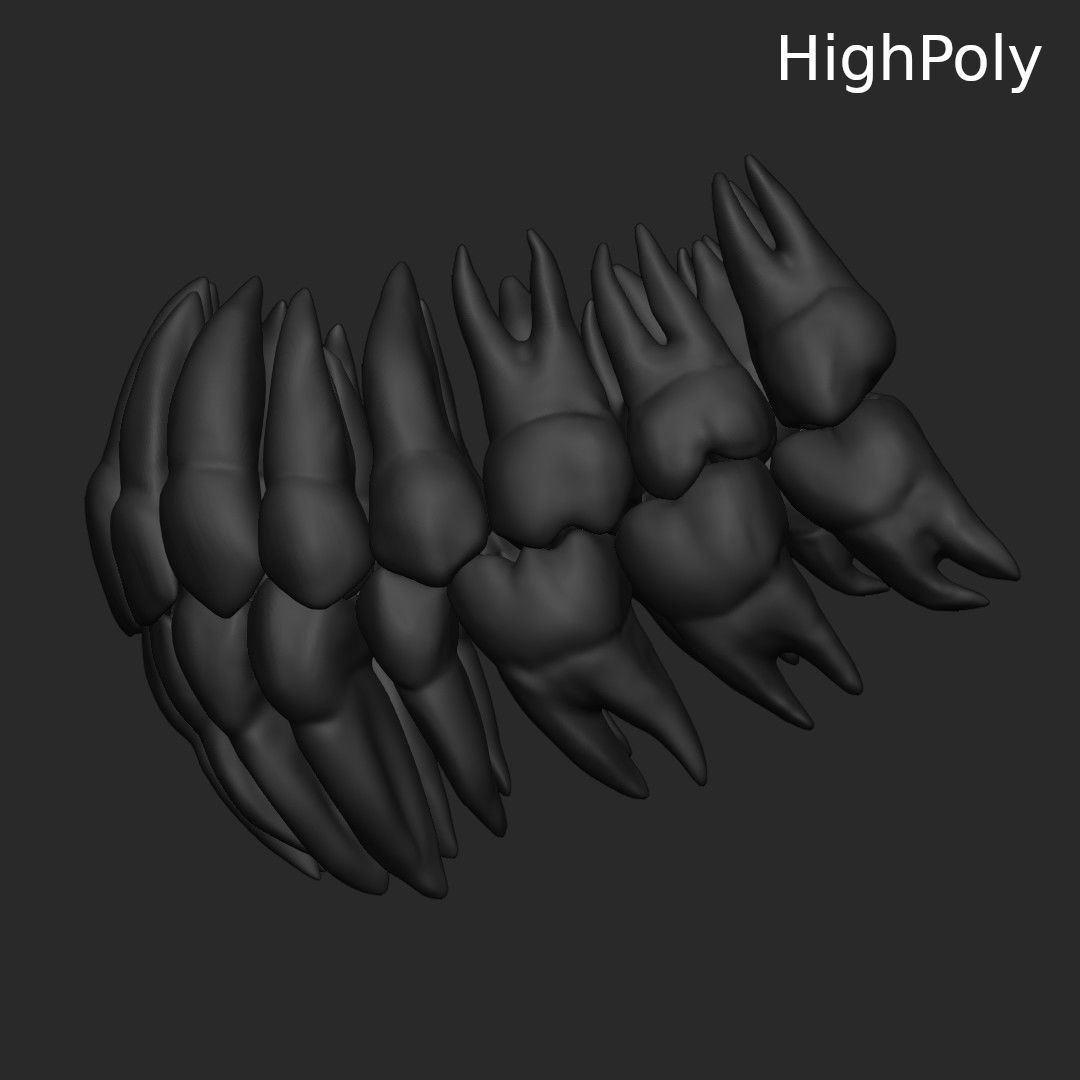 Teeth 3D Model – Low Poly Anatomy Asset with PBR Textures - View 9