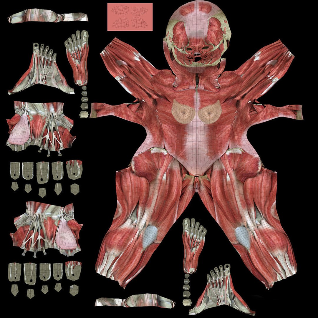 Ultimate Rigged Anatomy Combo 3D Model – Full Body Character Asset, FBX, PBR