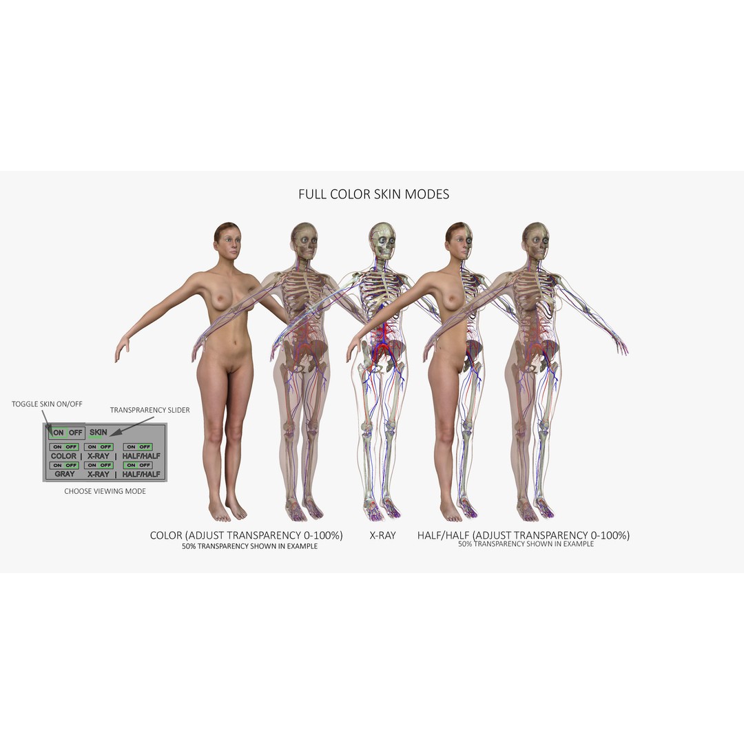 Ultimate Rigged Anatomy Combo 3D Model – Full Body Character Asset, FBX, PBR - View 11