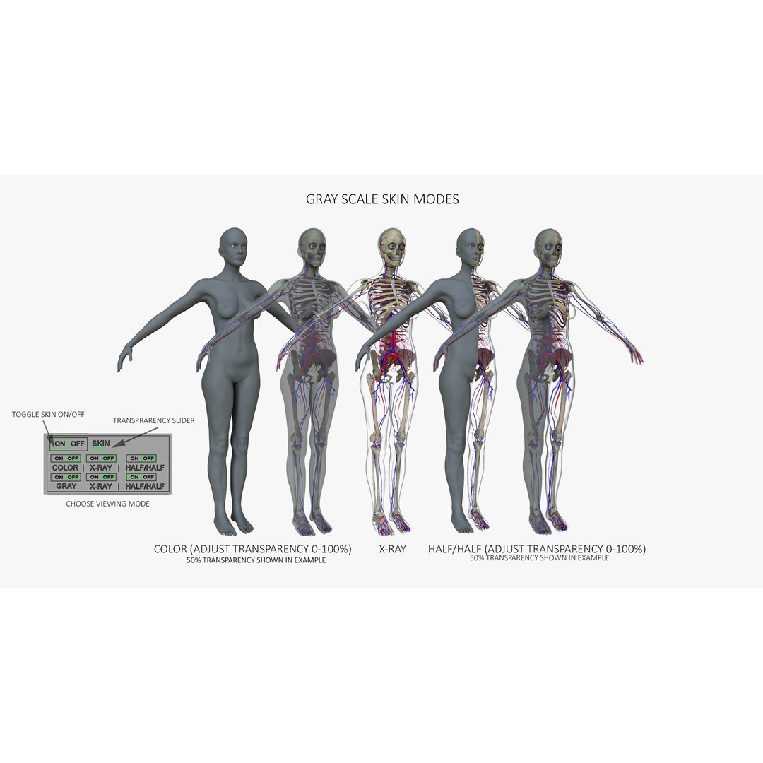 Ultimate Rigged Anatomy Combo 3D Model – Full Body Character Asset, FBX, PBR - View 12