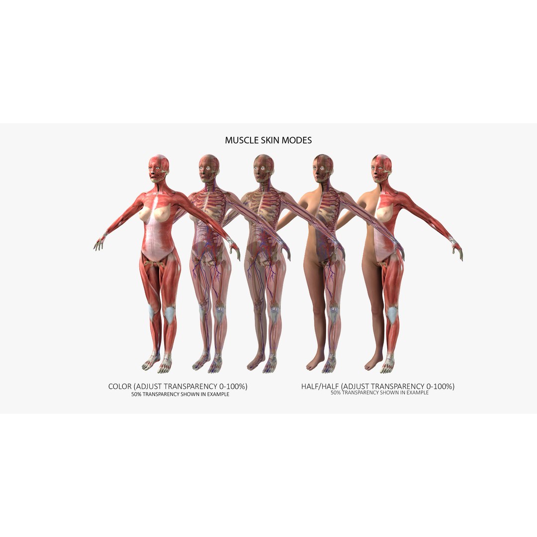 Ultimate Rigged Anatomy Combo 3D Model – Full Body Character Asset, FBX, PBR - View 13