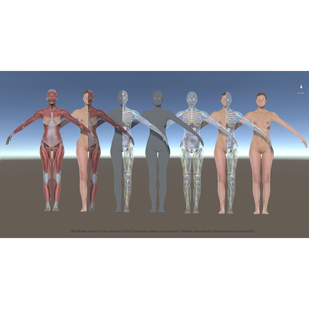 Ultimate Rigged Anatomy Combo 3D Model – Full Body Character Asset, FBX, PBR - View 14