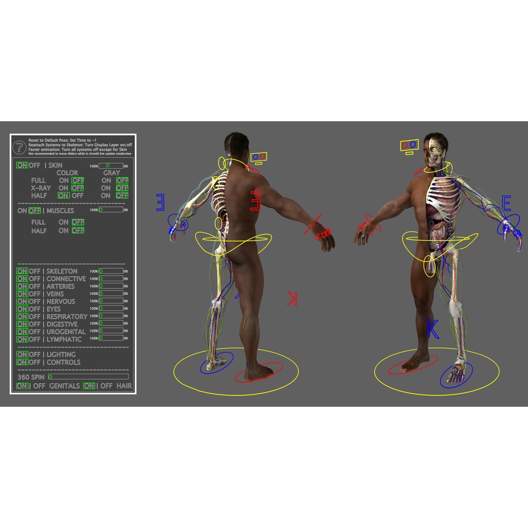 Ultimate Rigged Anatomy Combo 3D Model – Full Body Character Asset, FBX, PBR - View 15
