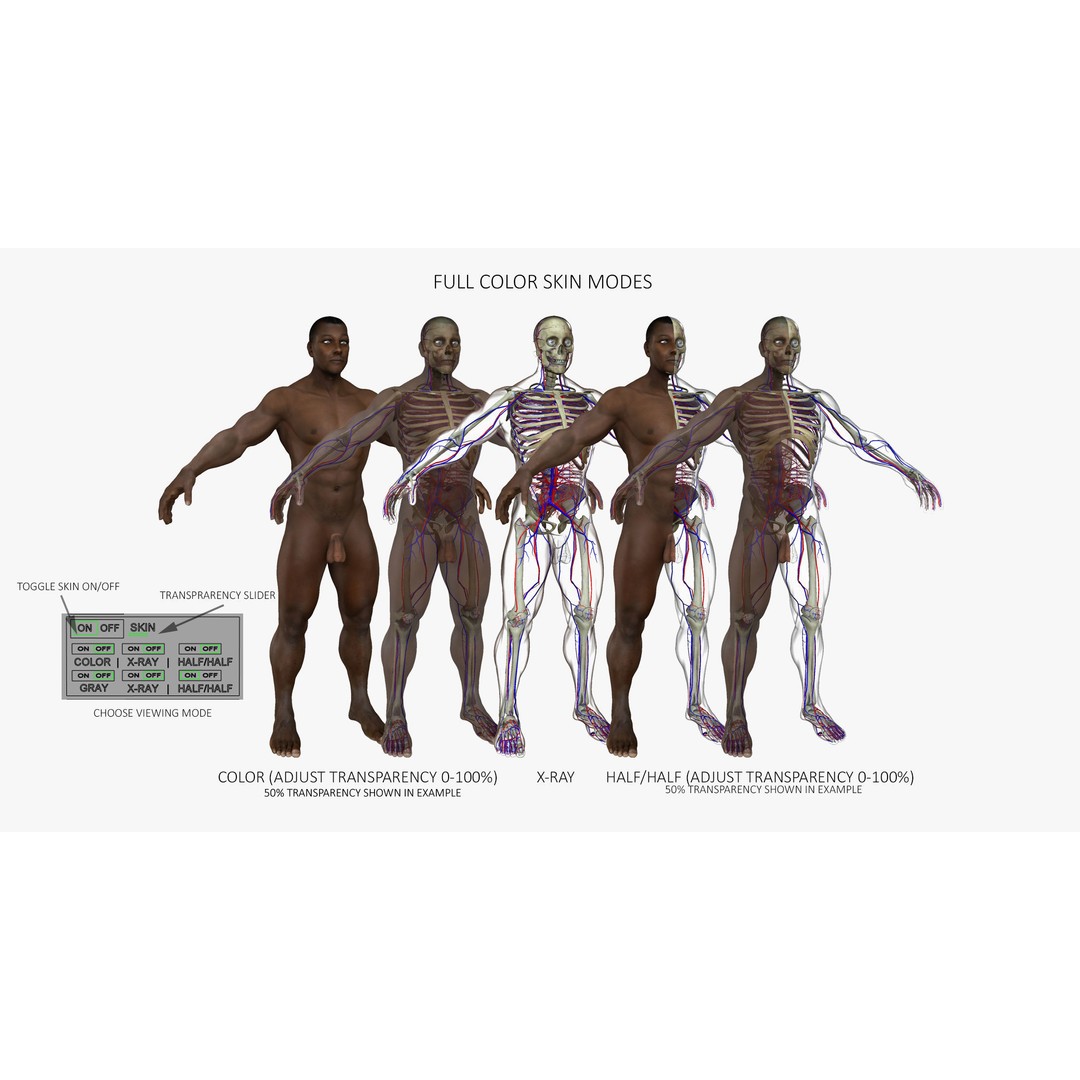 Ultimate Rigged Anatomy Combo 3D Model – Full Body Character Asset, FBX, PBR - View 17