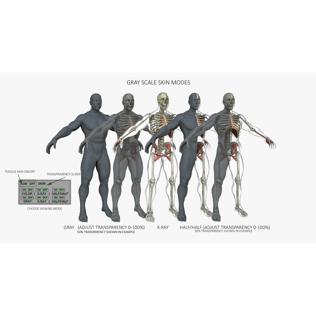 Ultimate Rigged Anatomy Combo 3D Model – Full Body Character Asset, FBX, PBR - View 18