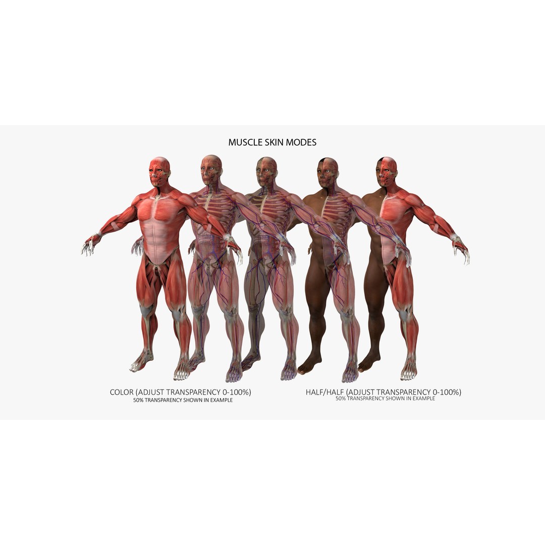 Ultimate Rigged Anatomy Combo 3D Model – Full Body Character Asset, FBX, PBR - View 19