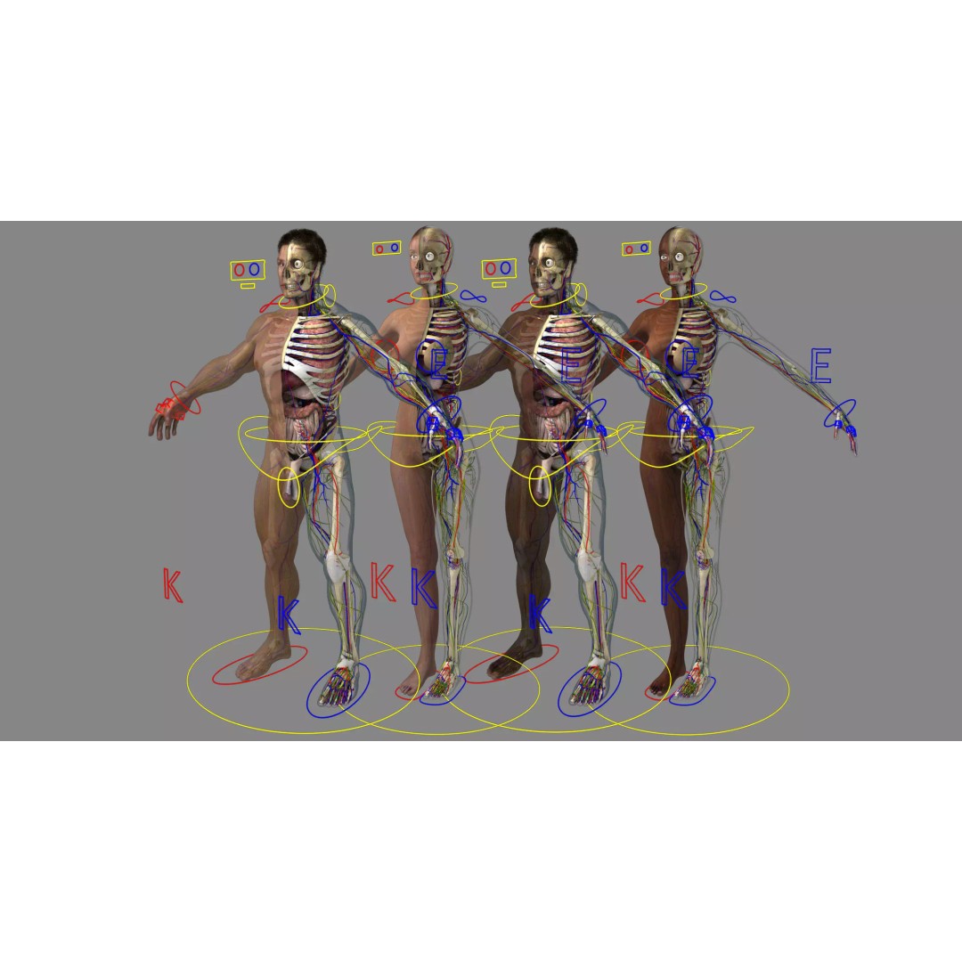 Ultimate Rigged Anatomy Combo 3D Model – Full Body Character Asset, FBX, PBR - View 2