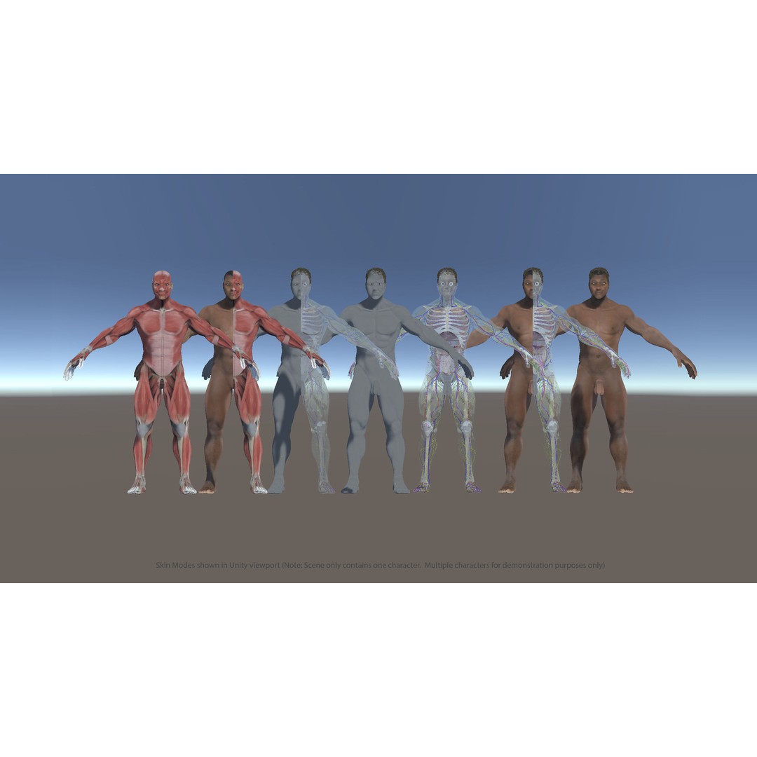Ultimate Rigged Anatomy Combo 3D Model – Full Body Character Asset, FBX, PBR - View 20