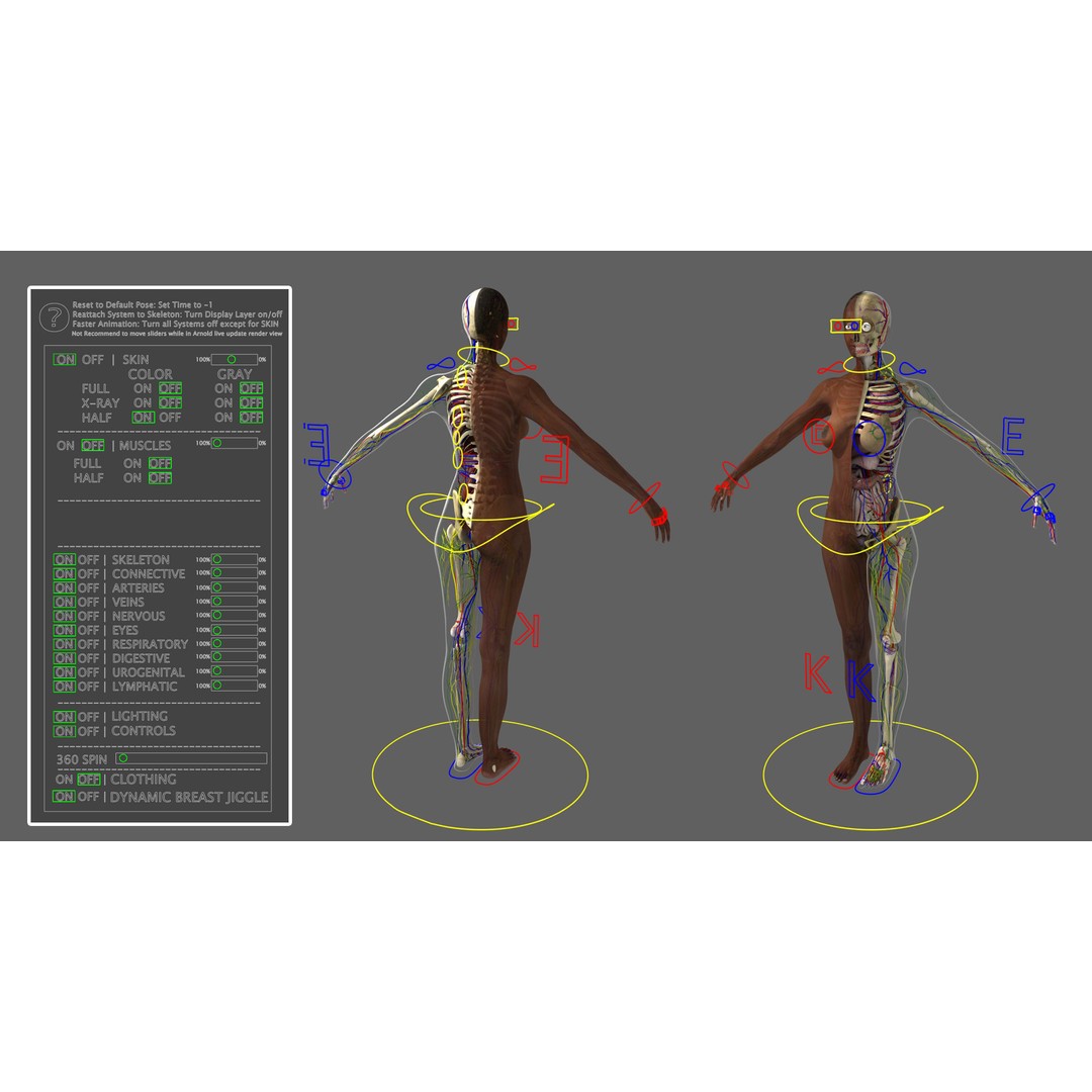 Ultimate Rigged Anatomy Combo 3D Model – Full Body Character Asset, FBX, PBR - View 21