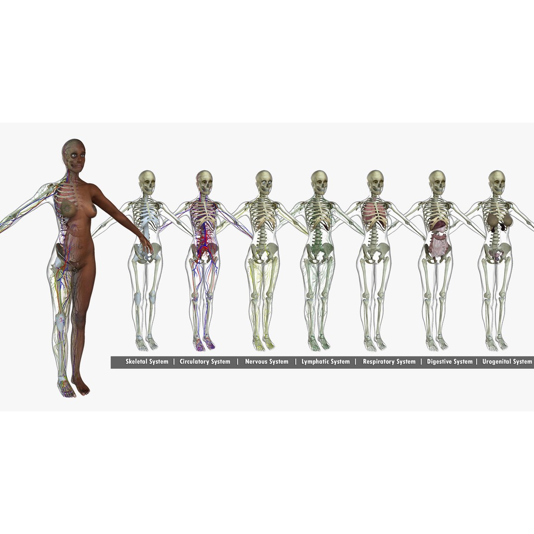 Ultimate Rigged Anatomy Combo 3D Model – Full Body Character Asset, FBX, PBR - View 22