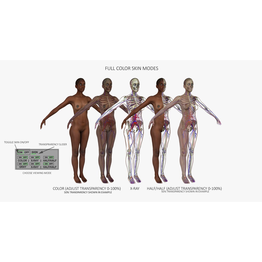 Ultimate Rigged Anatomy Combo 3D Model – Full Body Character Asset, FBX, PBR - View 23
