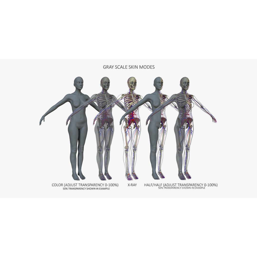 Ultimate Rigged Anatomy Combo 3D Model – Full Body Character Asset, FBX, PBR - View 24