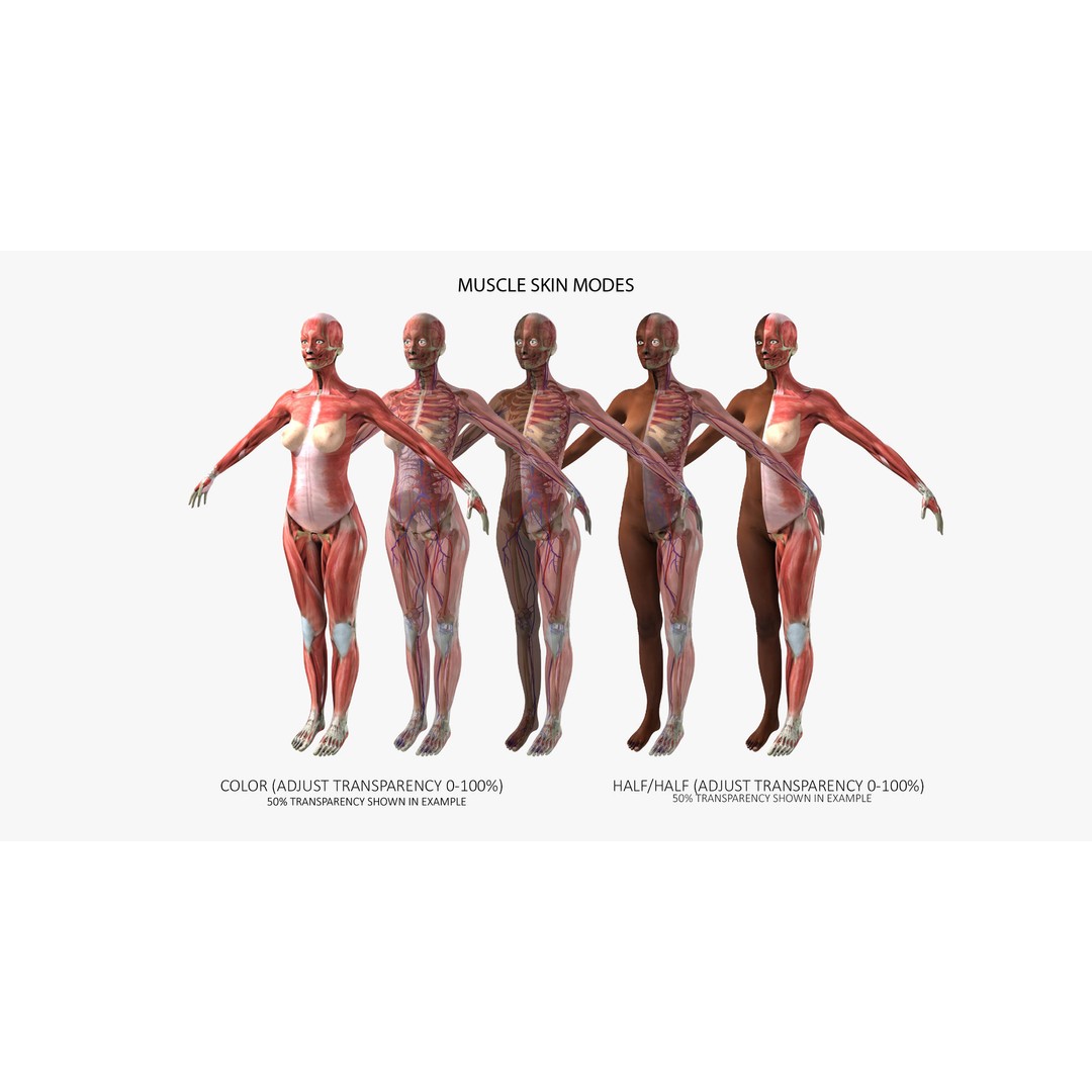 Ultimate Rigged Anatomy Combo 3D Model – Full Body Character Asset, FBX, PBR - View 25