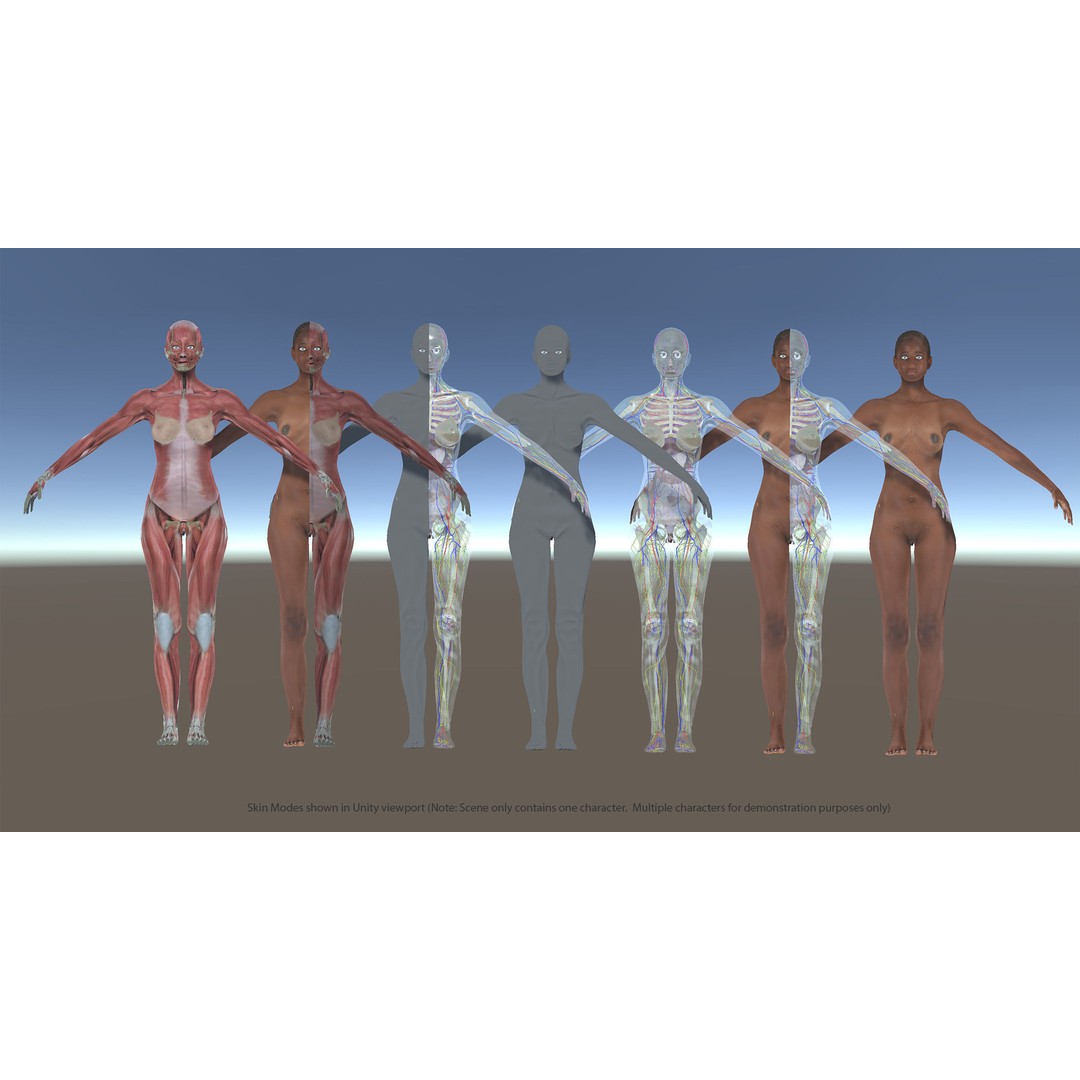 Ultimate Rigged Anatomy Combo 3D Model – Full Body Character Asset, FBX, PBR - View 26
