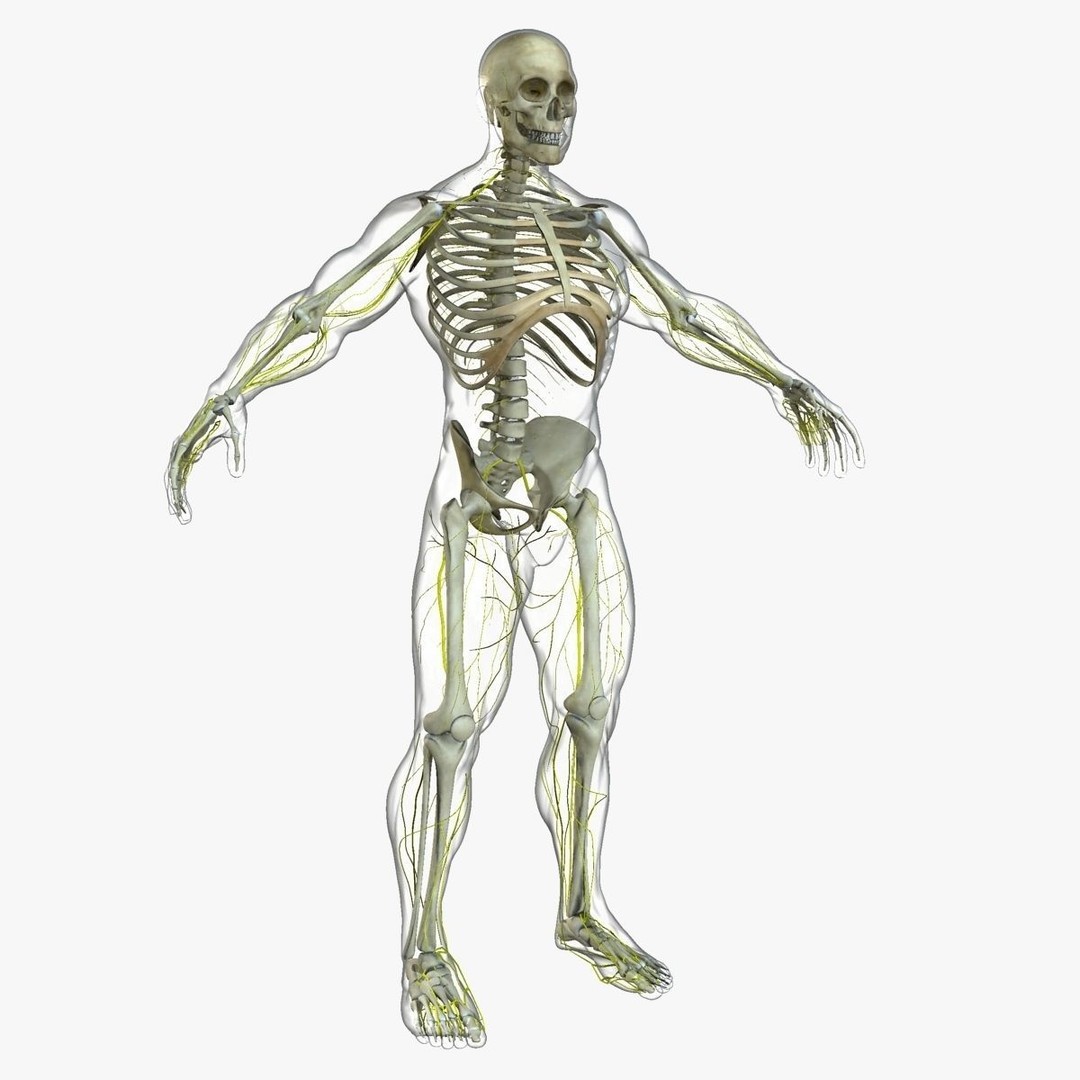 Ultimate Rigged Anatomy Combo 3D Model – Full Body Character Asset, FBX, PBR - View 29