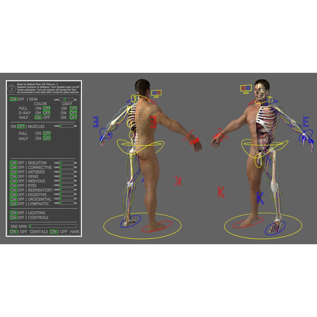 Ultimate Rigged Anatomy Combo 3D Model – Full Body Character Asset, FBX, PBR - View 3