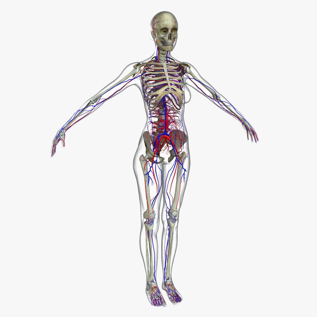 Ultimate Rigged Anatomy Combo 3D Model – Full Body Character Asset, FBX, PBR - View 39