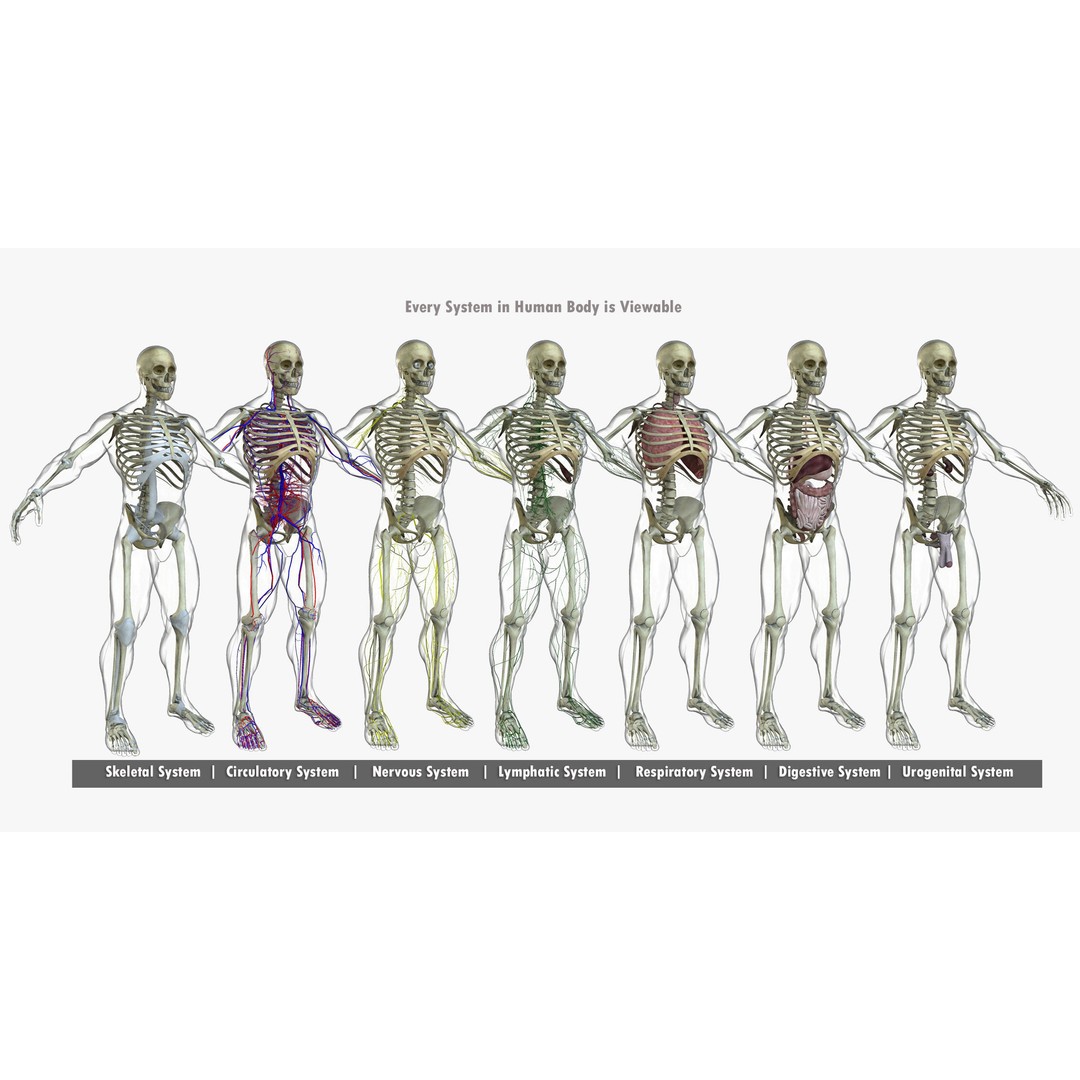 Ultimate Rigged Anatomy Combo 3D Model – Full Body Character Asset, FBX, PBR - View 4