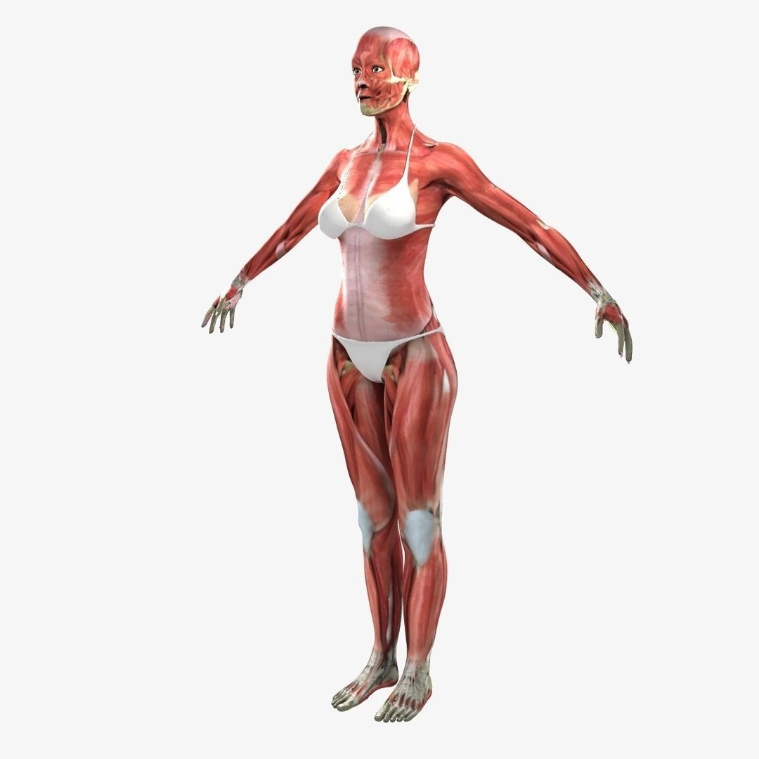 Ultimate Rigged Anatomy Combo 3D Model – Full Body Character Asset, FBX, PBR - View 40