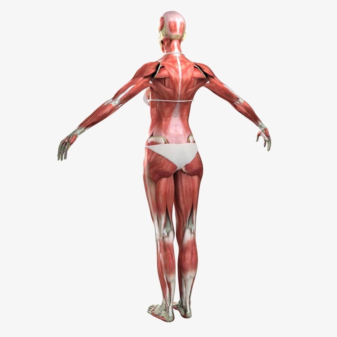 Ultimate Rigged Anatomy Combo 3D Model – Full Body Character Asset, FBX, PBR - View 41
