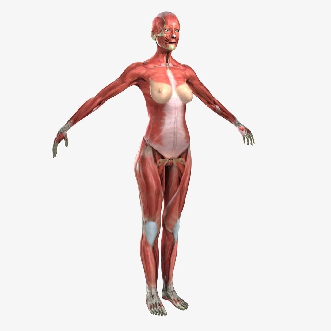 Ultimate Rigged Anatomy Combo 3D Model – Full Body Character Asset, FBX, PBR - View 42