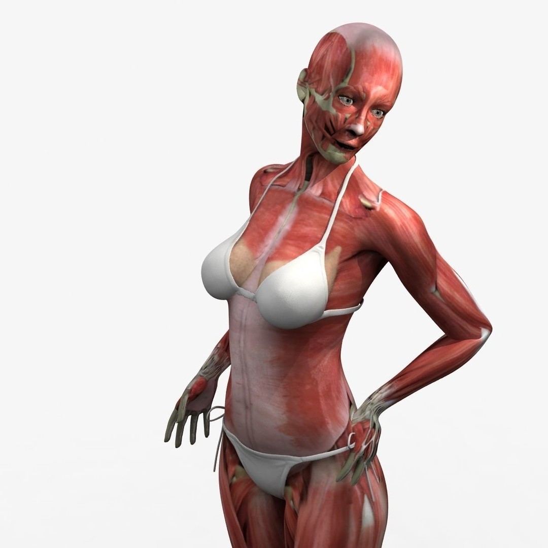 Ultimate Rigged Anatomy Combo 3D Model – Full Body Character Asset, FBX, PBR - View 43