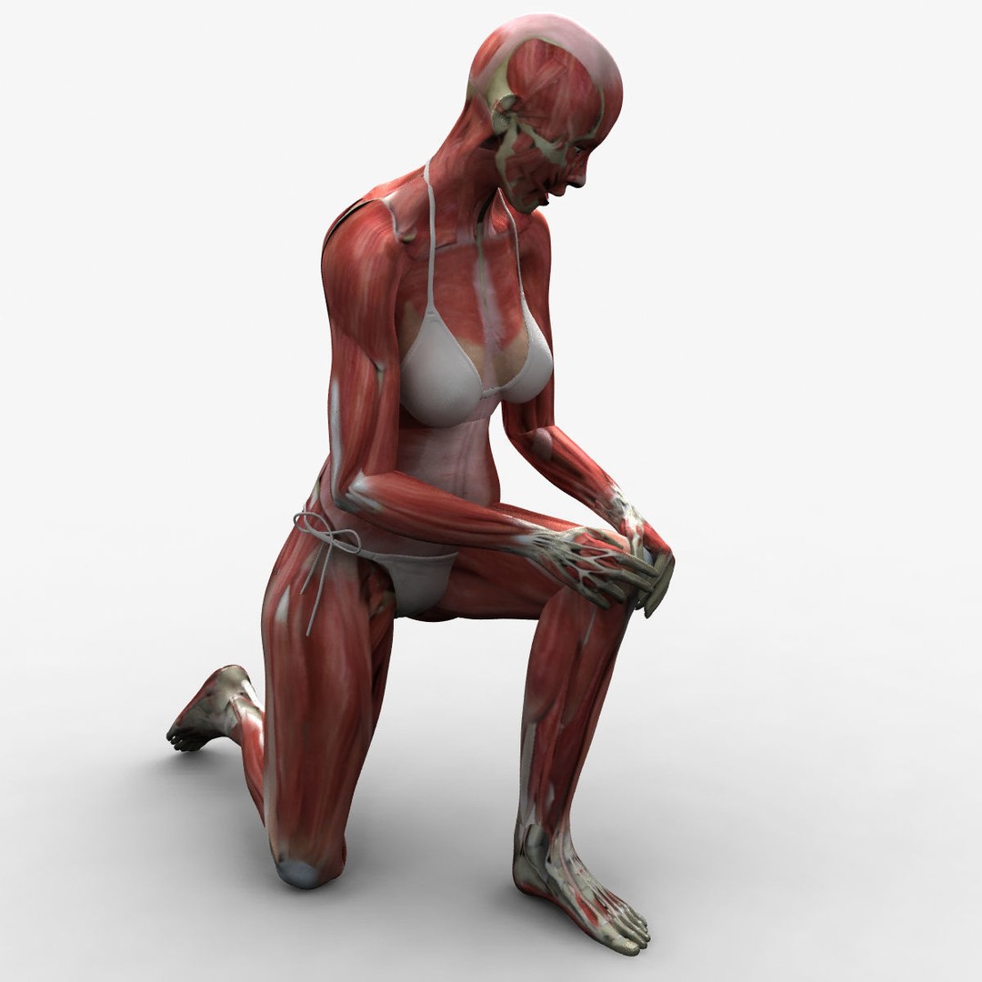 Ultimate Rigged Anatomy Combo 3D Model – Full Body Character Asset, FBX, PBR - View 44