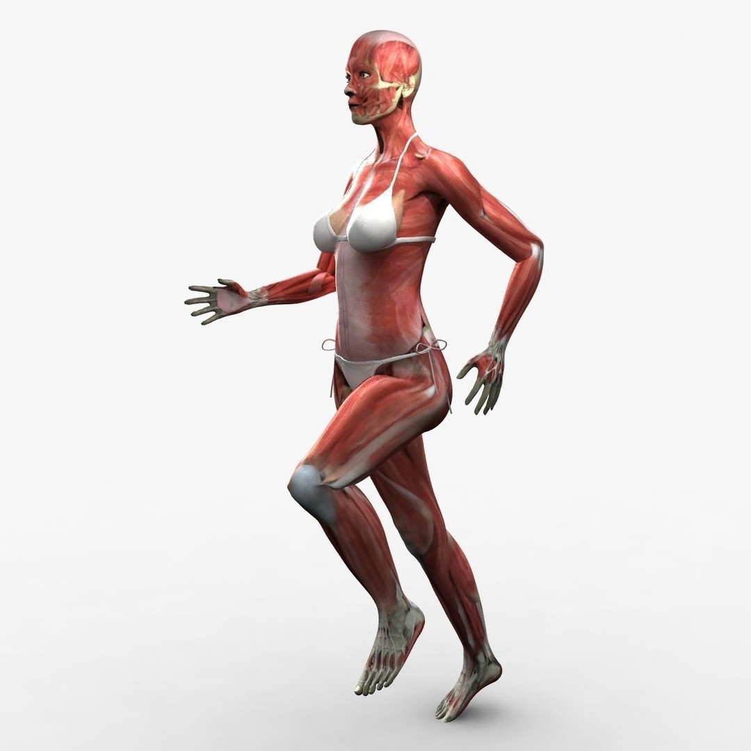 Ultimate Rigged Anatomy Combo 3D Model – Full Body Character Asset, FBX, PBR - View 45