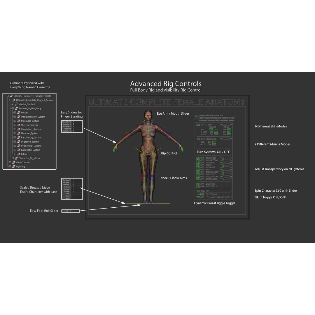 Ultimate Rigged Anatomy Combo 3D Model – Full Body Character Asset, FBX, PBR - View 55