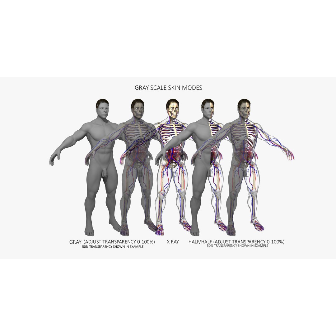 Ultimate Rigged Anatomy Combo 3D Model – Full Body Character Asset, FBX, PBR - View 6