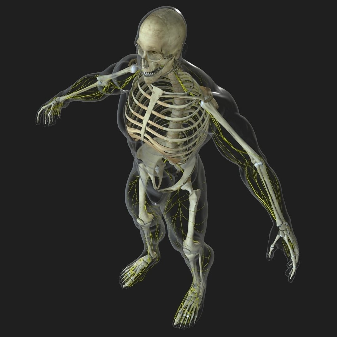 Ultimate Rigged Anatomy Combo 3D Model – Full Body Character Asset, FBX, PBR - View 60