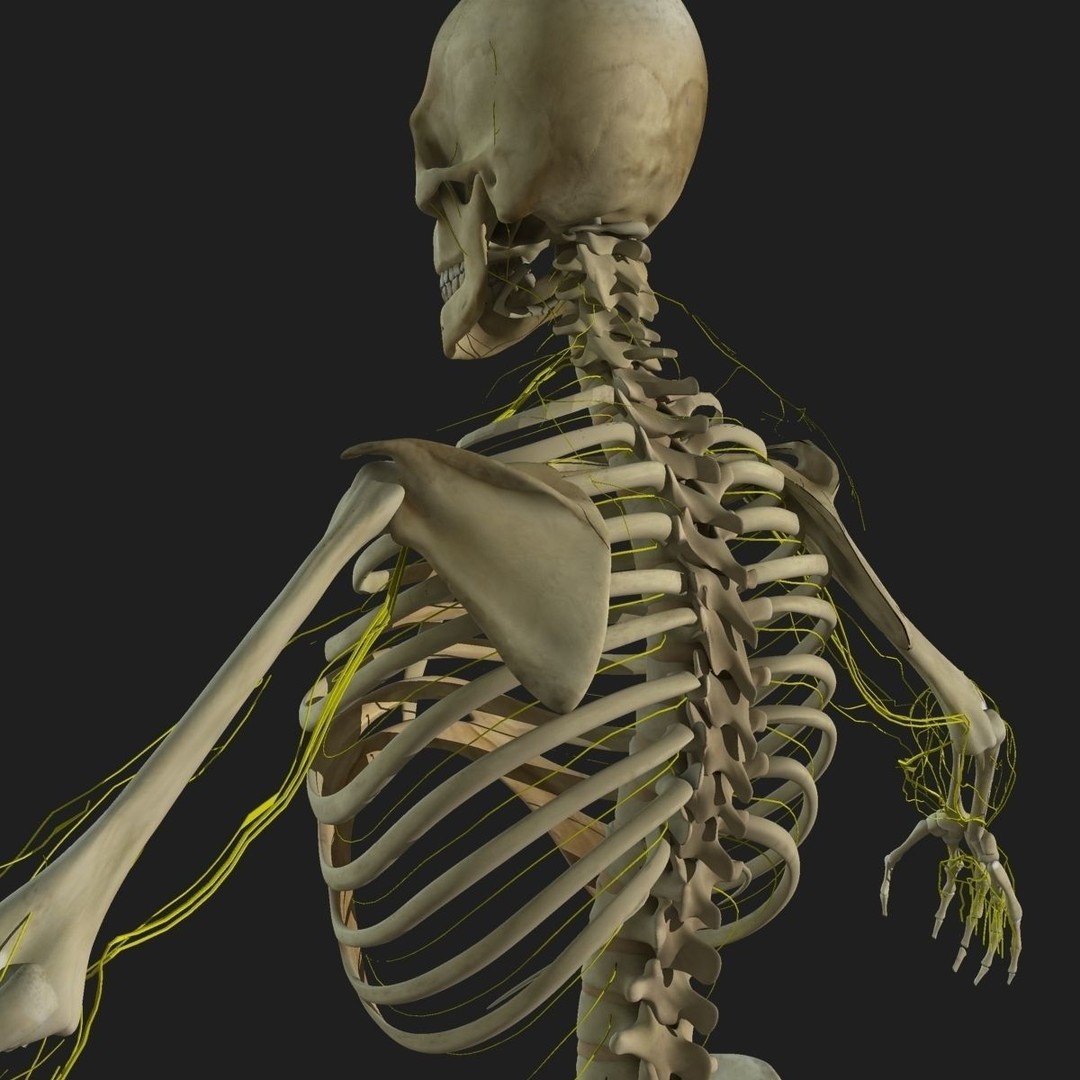 Ultimate Rigged Anatomy Combo 3D Model – Full Body Character Asset, FBX, PBR - View 62