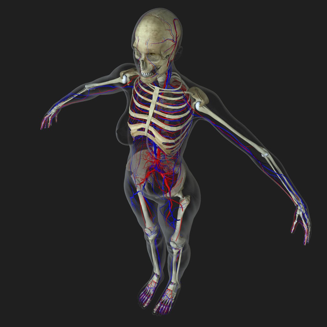 Ultimate Rigged Anatomy Combo 3D Model – Full Body Character Asset, FBX, PBR - View 65